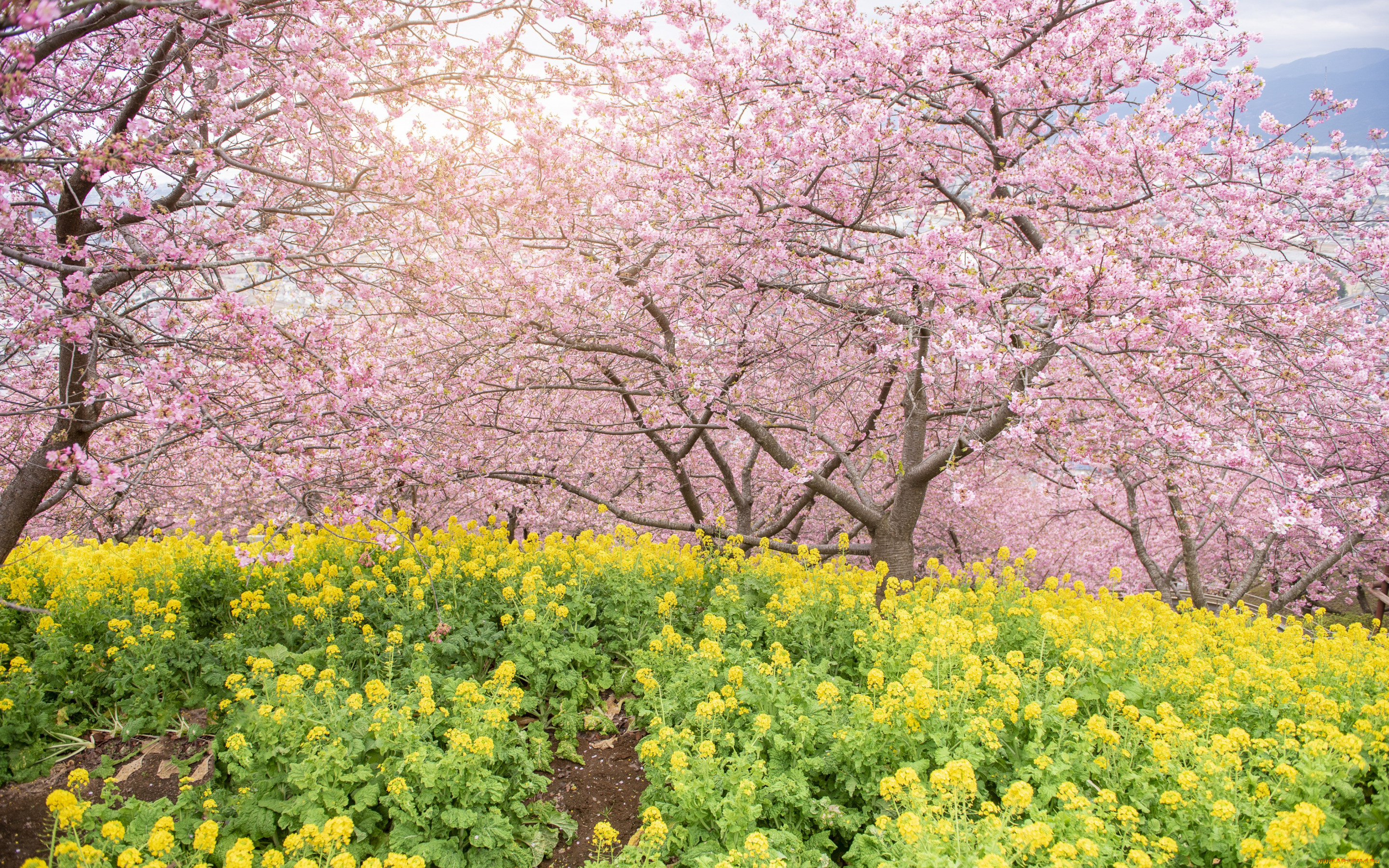 , ,  , , , , , pink, blossom, park, tree, sakura, cherry, spring